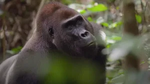 2. Bölüm